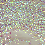 ���� ��������������� �����